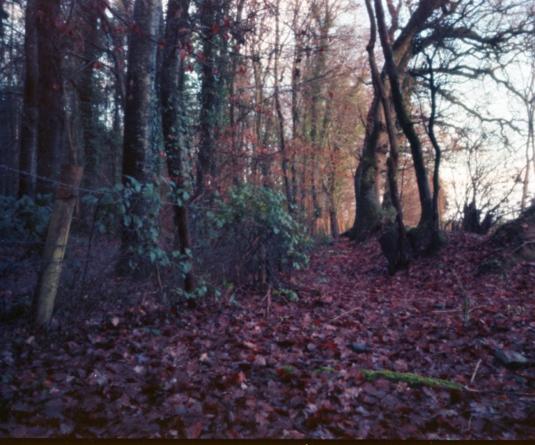 Killinthomas Woods - Kildare