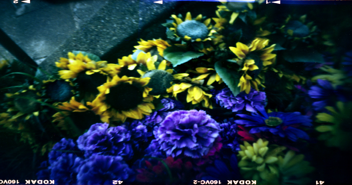 Zeis Plastic Flowers